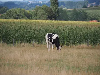 Black and white cow (Holstein Friesian)